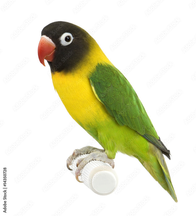 BLACK MASKED LOVEBIRD