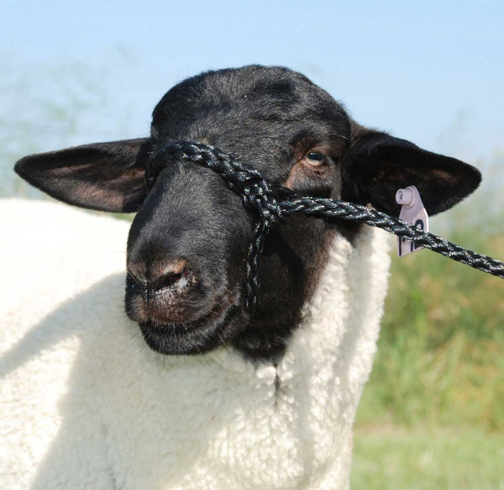 SHEEP HOLDING HALTER PINK