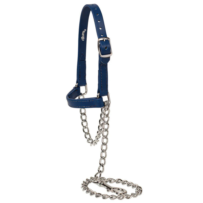 MEDIUM Sheep and Goat Brahma Webb® Halters BLUE