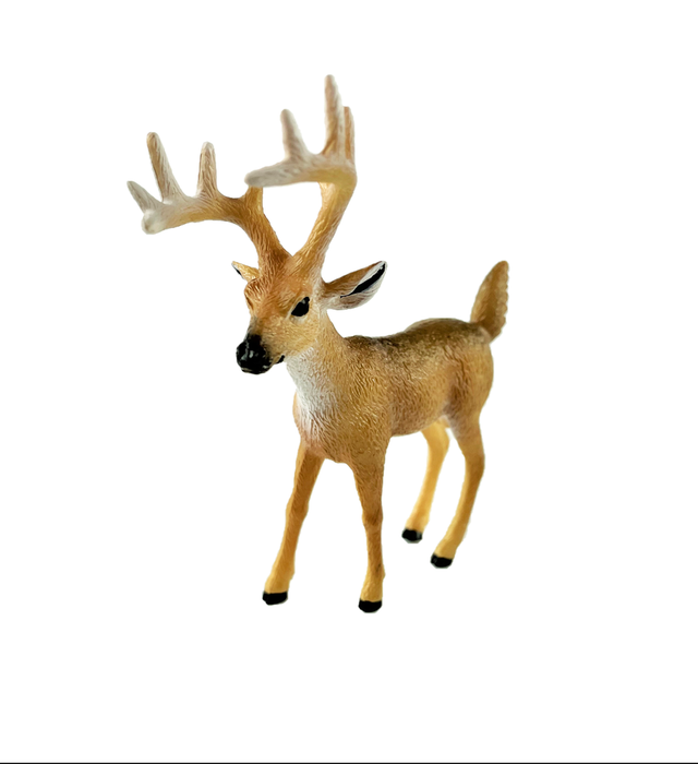 White-Tailed Buck