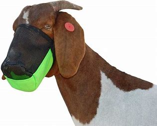 GOAT MUZZLE