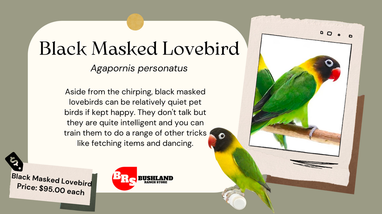 BLACK MASKED LOVEBIRD