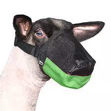 SHEEP MUZZLE-GREEN