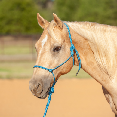 Econo Rope Halter and 8-foot Leadrope - Turquoise