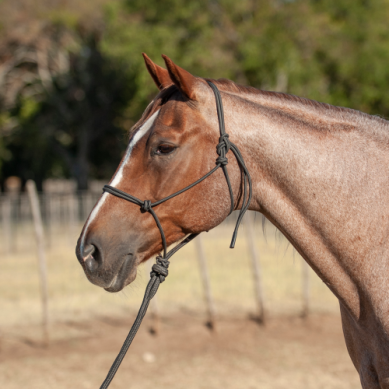 Econo Rope Halter and 8-foot Leadrope - Tan