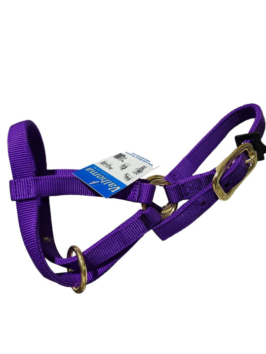 Valhoma: Halter - Goat Nanny - Purple