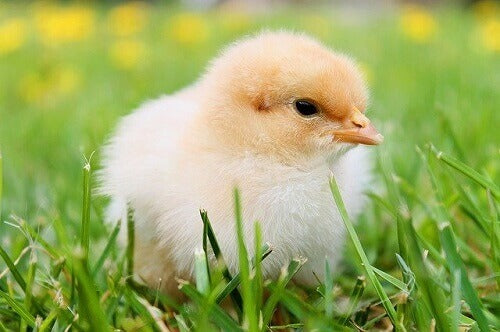 Baby Chicks - Pollitos